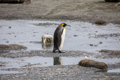 View of bird on rock