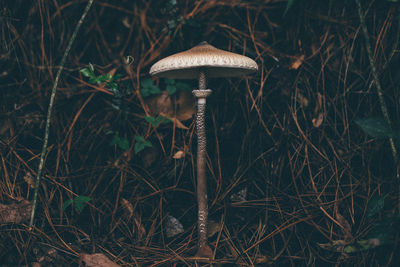 Close-up of mushroom in forest