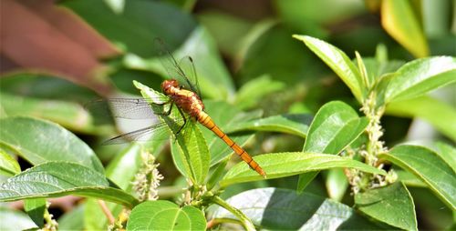 Dragonfly in springtime nsw australia 