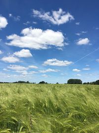 Scenic view of agricultural field against sky