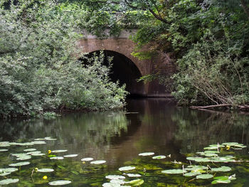 Bridge over lake against trees