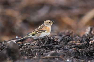 Close-up of bird perching on a field