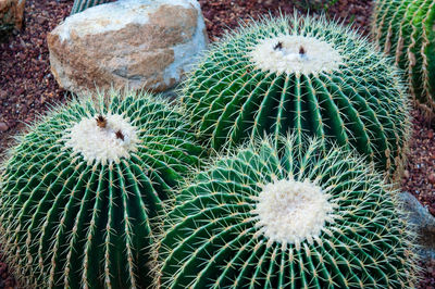 Full frame shot of succulent plant on field