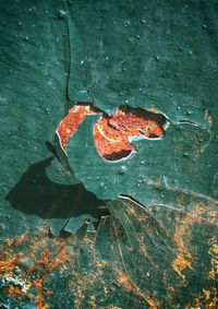 High angle view of crab on leaf