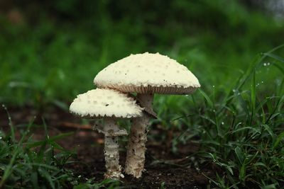 Close-up of mushroom on field