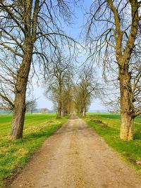 Dirt road along bare trees and plants
