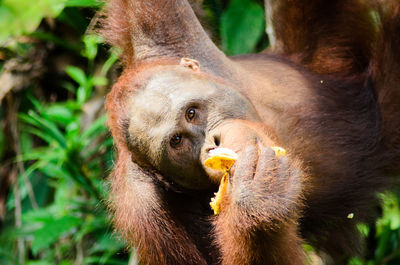 Orangutan eating food