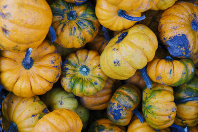 Full frame shot of pumpkins