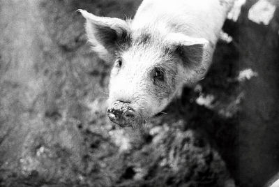 Close-up portrait of cat