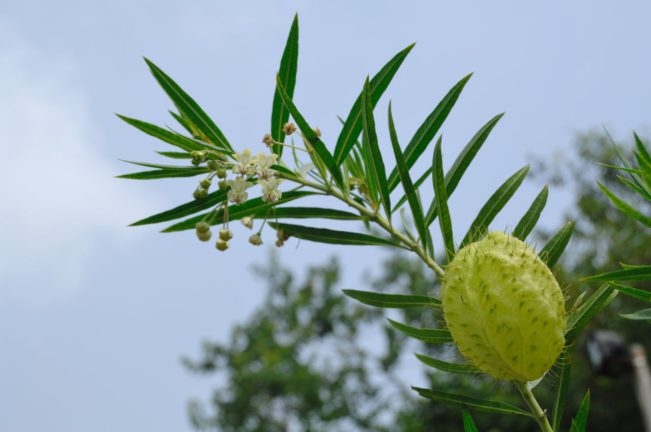 CLOSE-UP OF FRESH GREEN PLANT AGAINST SKY