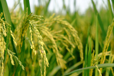 Close-up of stalks in field