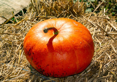 High angle view of orange pumpkins on field