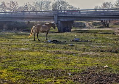 Horses on grass by water