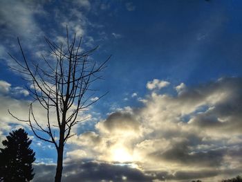 Low angle view of bare tree against sky