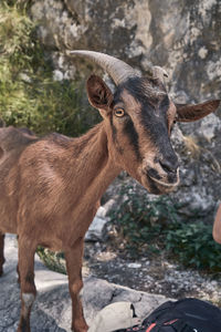 Goat standing on rock