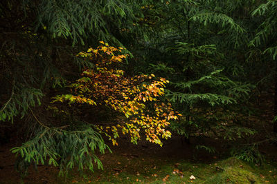 Scenic view of flower trees in forest