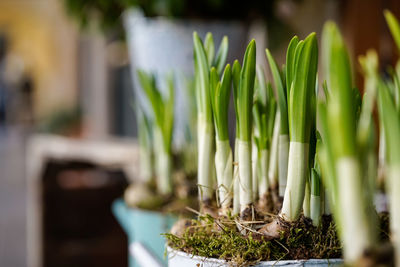 Close-up of potted plant