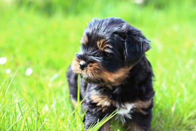 Close-up of a dog looking away