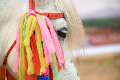 White horse head has a thousand colored fabric, focusing on the eye.