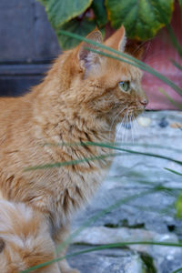 Close-up of a cat looking away