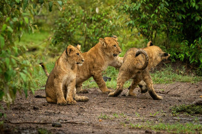 View of cats on ground