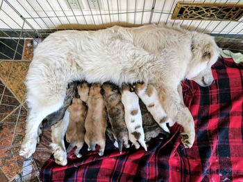 Close-up of female dog with puppies lying on floor