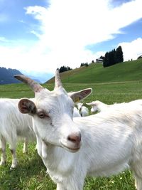 Sheep in a field