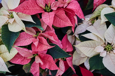 Variety of poinsettia in bloom