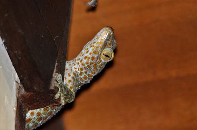 High angle view of a lizard on metal