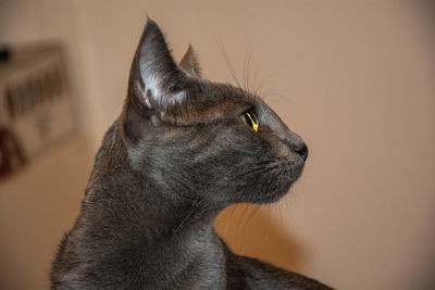 Close-up of a cat looking away