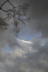 Low angle view of tree against cloudy sky