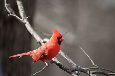 Close-up of a bird perching on branch