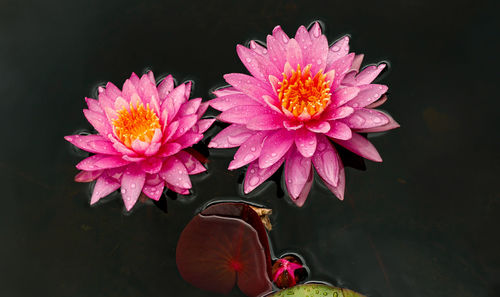 High angle view of pink flower floating on water