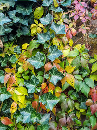 Full frame shot of autumn leaves