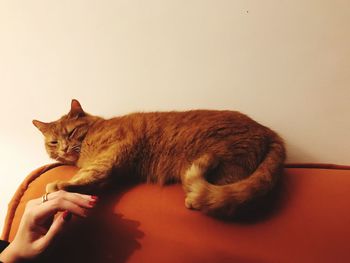 Cat resting on floor against white background