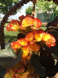 Close-up of yellow flowers