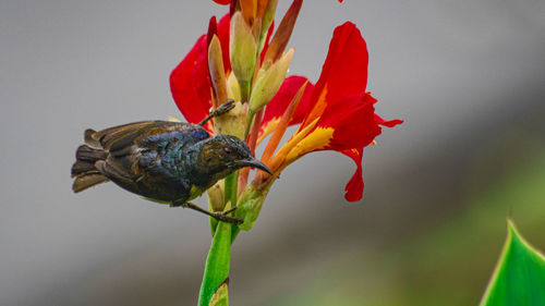 Close-up of flower against blurred background