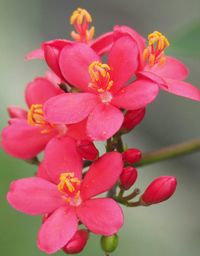 Close-up of pink flowers