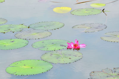 High angle view of lotus water lily in pond