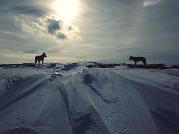 Man riding dog on sand at beach against sky during winter