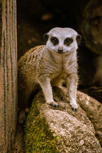 Portrait of cat on rock