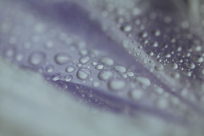 Close-up of water drops on white background