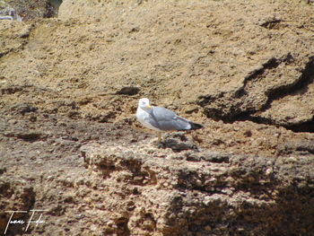 Bird perching on ground