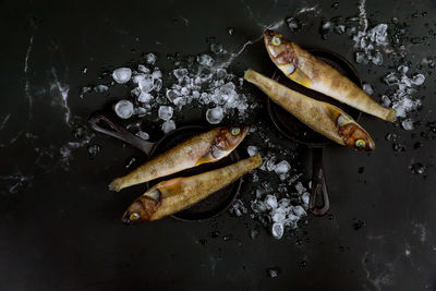 High angle view of fishes on gray background