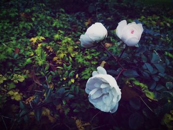 White roses blooming outdoors