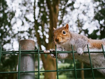 Tame squirrel climbing fence