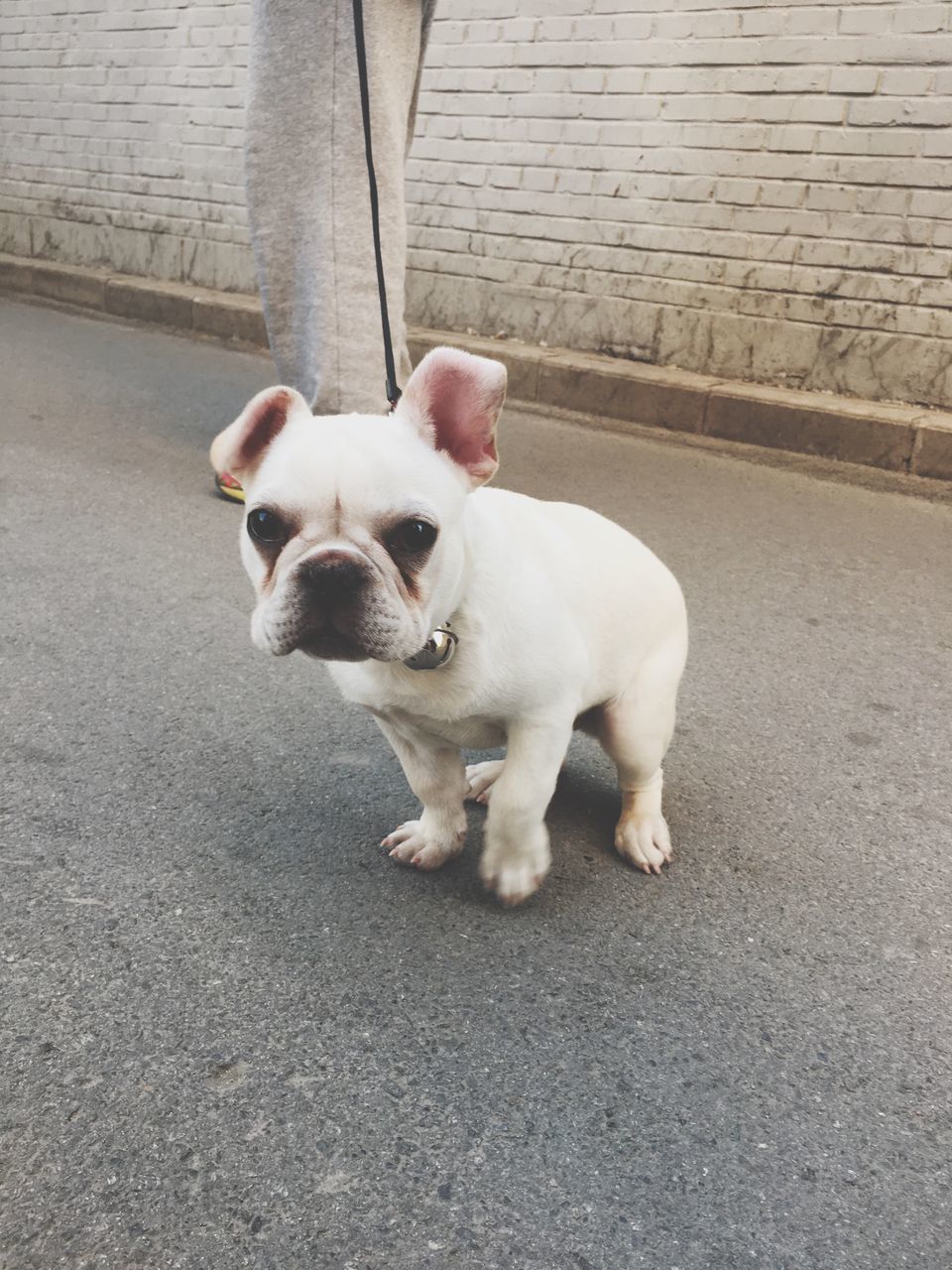 one animal, dog, pets, domestic animals, animal themes, mammal, french bulldog, outdoors, portrait, no people, day