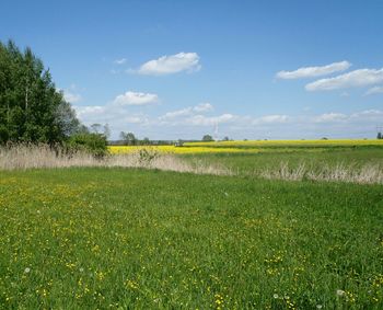 Scenic view of field against sky