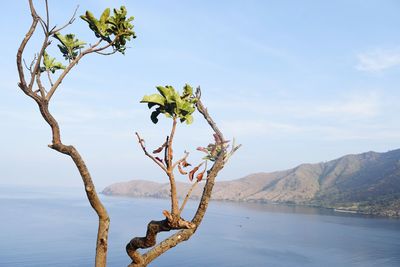 Scenic view of tree by mountains against sky