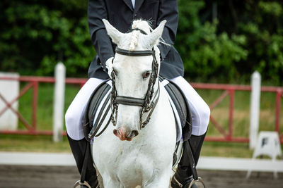 Close-up of horse standing outdoors